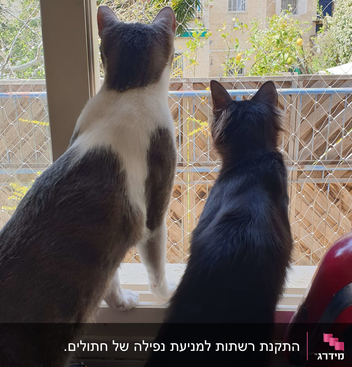 שני חתולים מביטים דרך חלון עם רשת